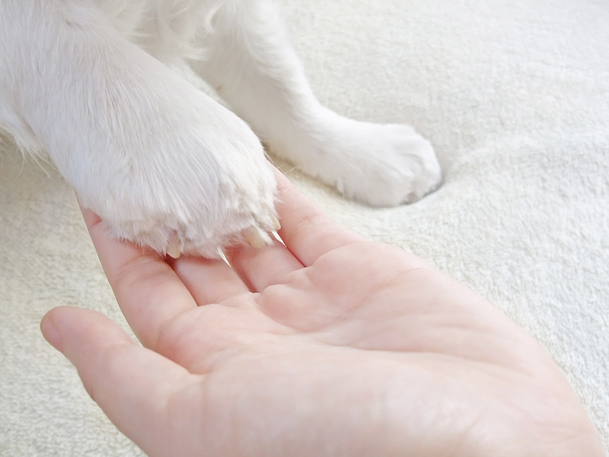 pet